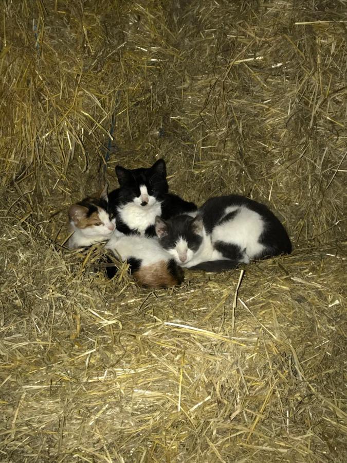 Bremsmaj Farm Holiday Kværs エクステリア 写真